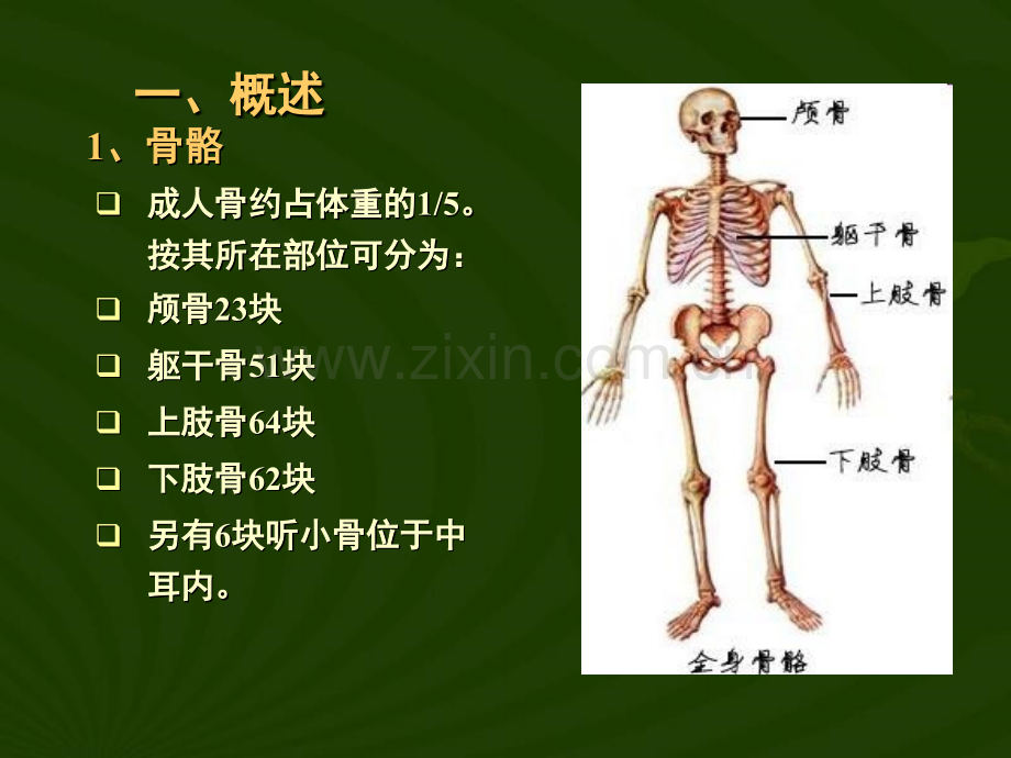 第四章骨骼系统.pptx_第3页