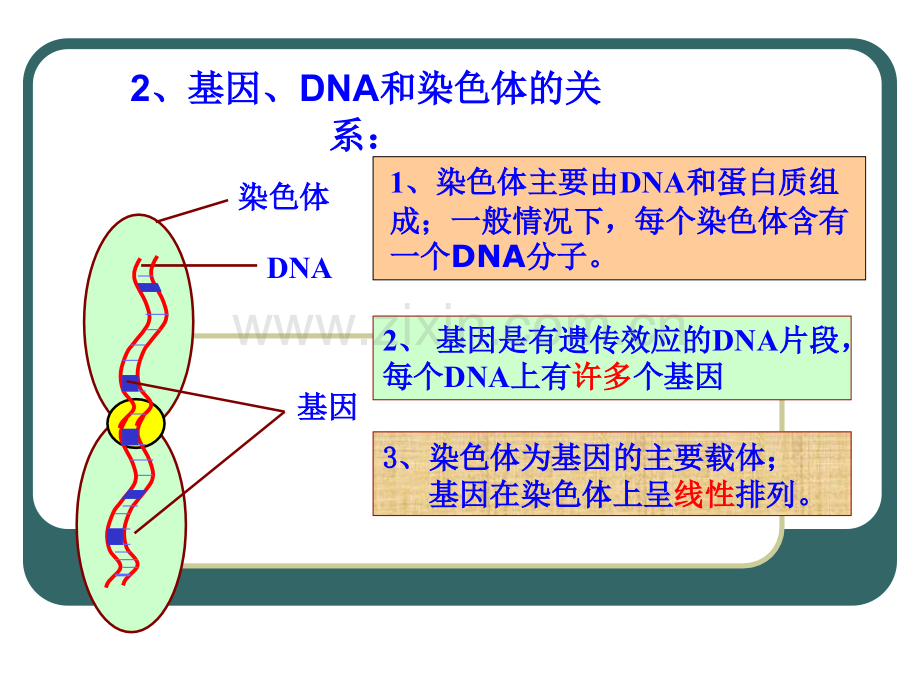 苏教版江苏省南京市东山外语国际学校高三生物基因表达.pptx_第1页