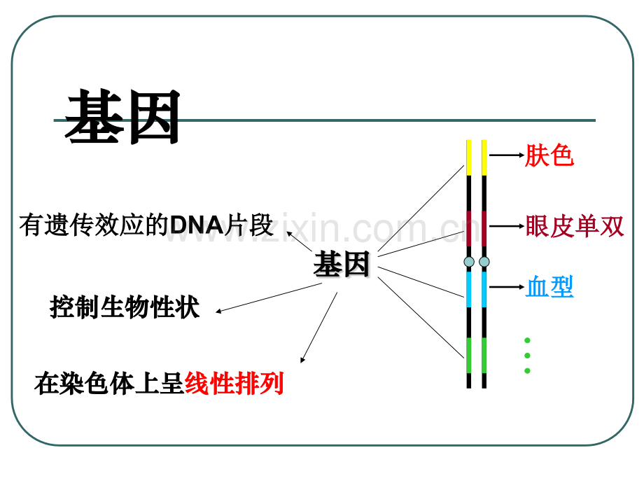 苏教版江苏省南京市东山外语国际学校高三生物基因表达.pptx_第3页