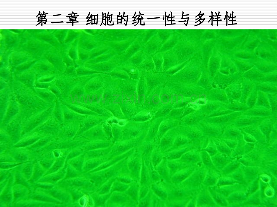 细胞生物学第二章.pptx_第1页