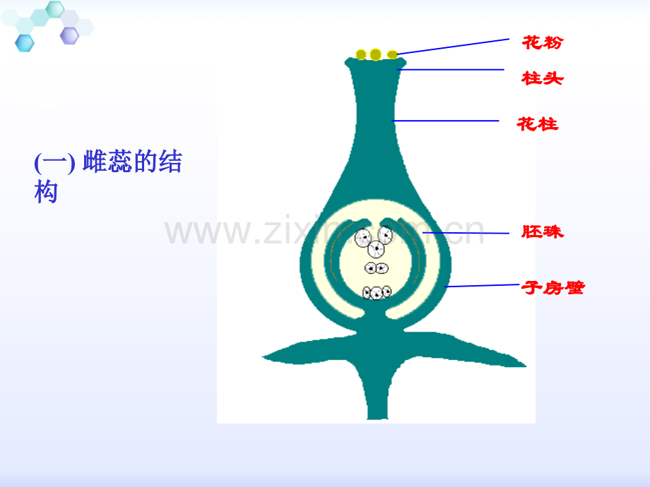 果实和种子的形成-课件.pptx_第3页