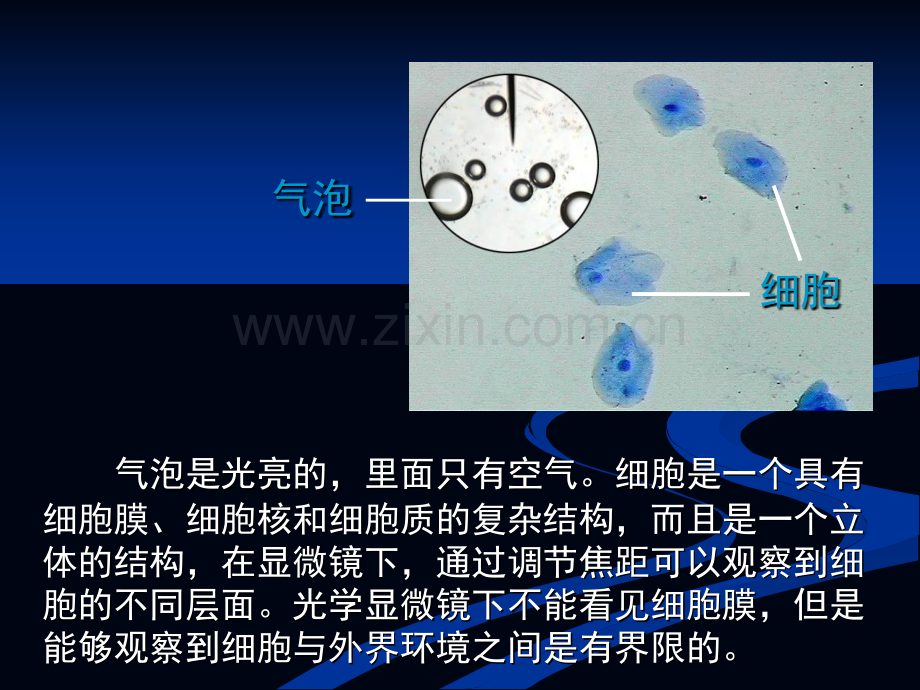 细胞的基本结构LKM.pptx_第3页