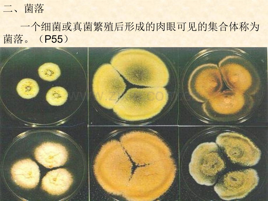 细菌和真菌的分布总结与练习.pptx_第3页