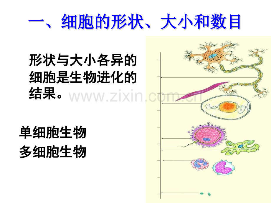 细胞的形态结构.pptx_第2页