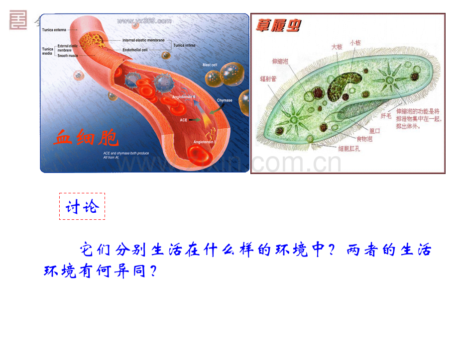 细胞生活的环境新人教版必修.pptx_第2页