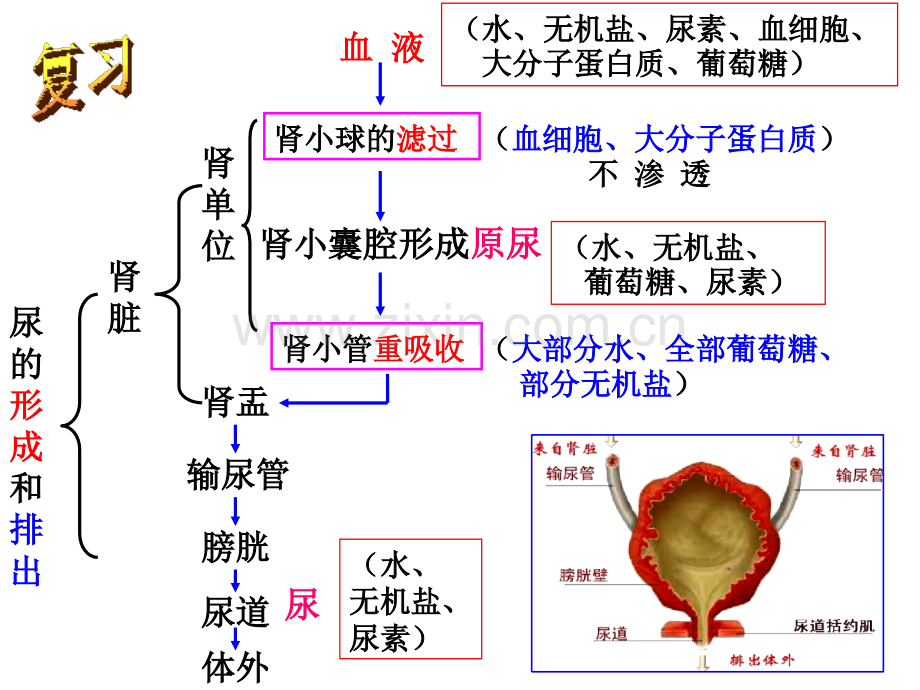 第5节-体内物质的动态平衡(第二课时.pptx_第2页