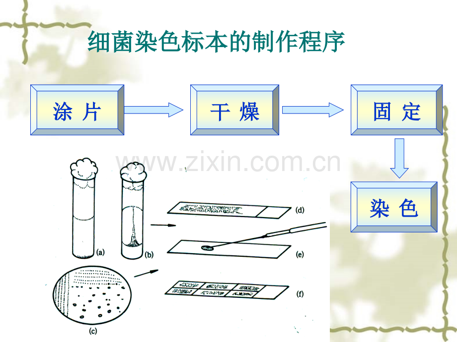 细菌基本检验技术三.pptx_第3页