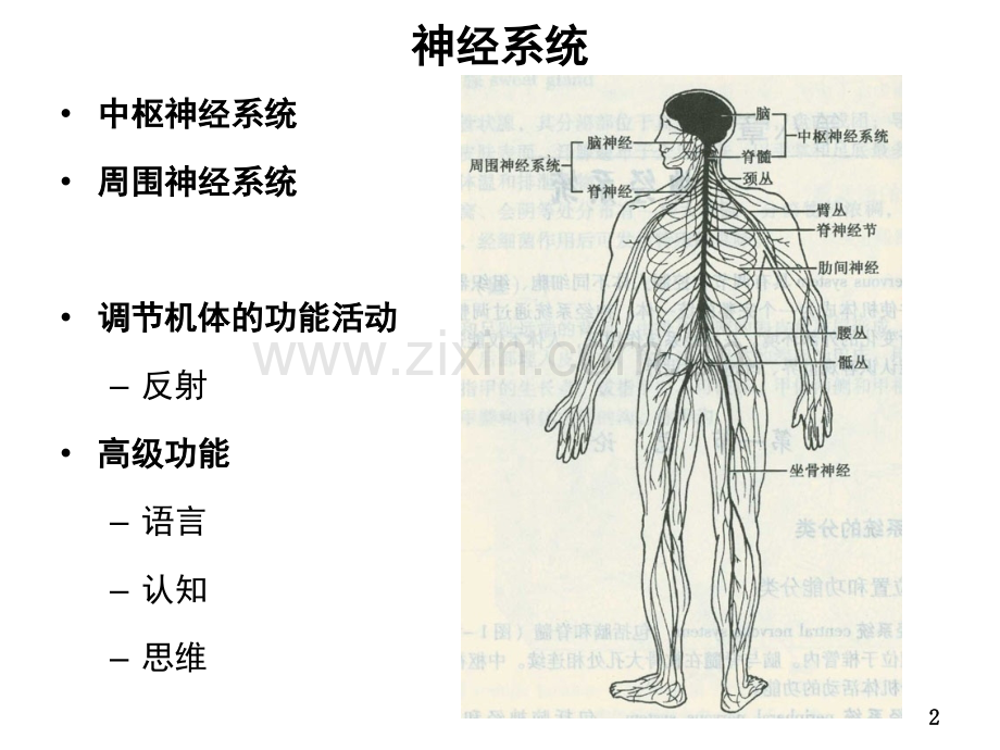 神经系统的功能.pptx_第2页