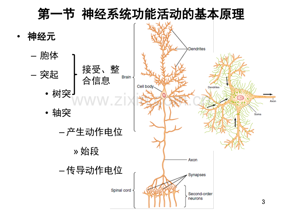 神经系统的功能.pptx_第3页