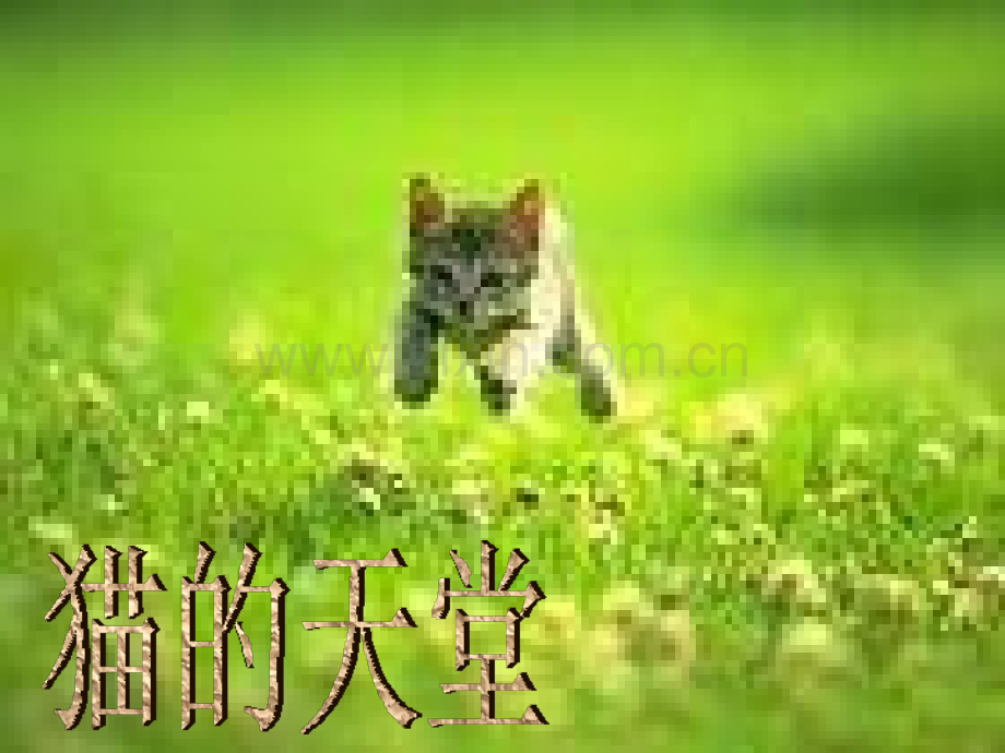 猫的天堂ppt课件.pptx_第1页