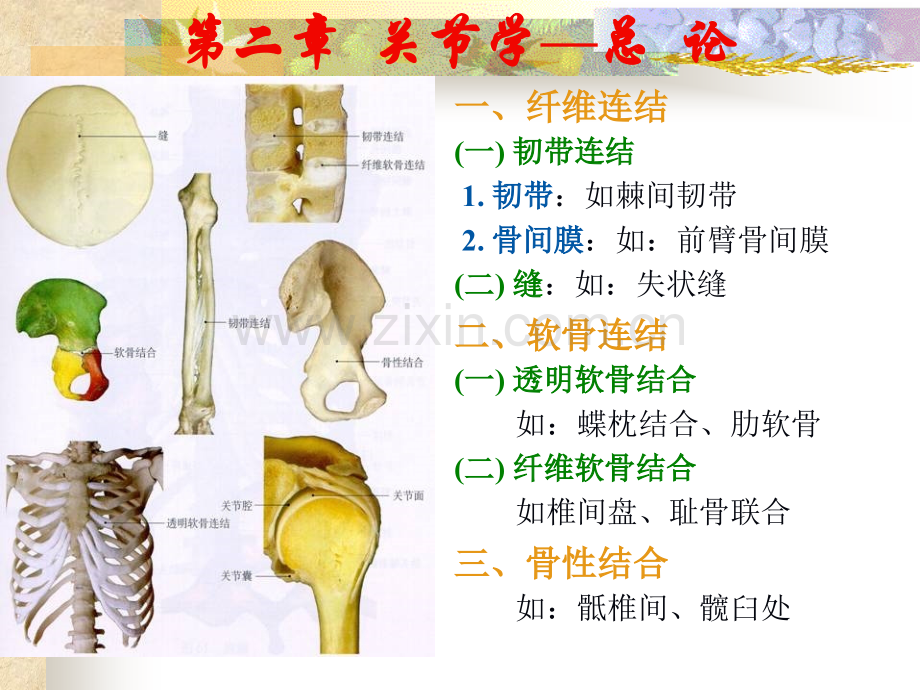 系统解剖学02关节学.pptx_第3页