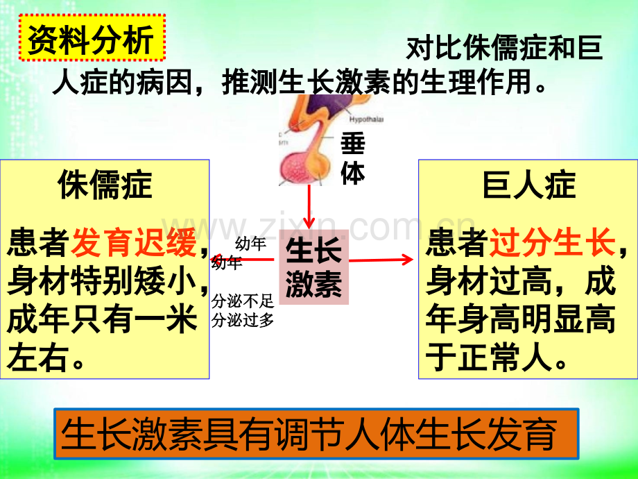 激素与生长发育.pptx_第3页