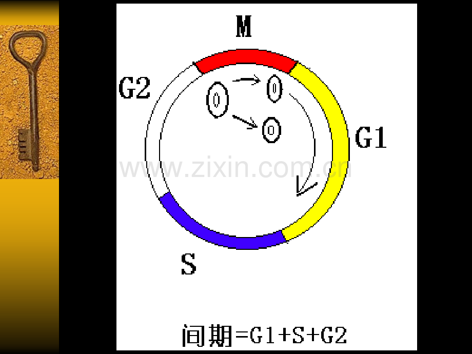 细胞生物学-7细胞周期.pptx_第3页