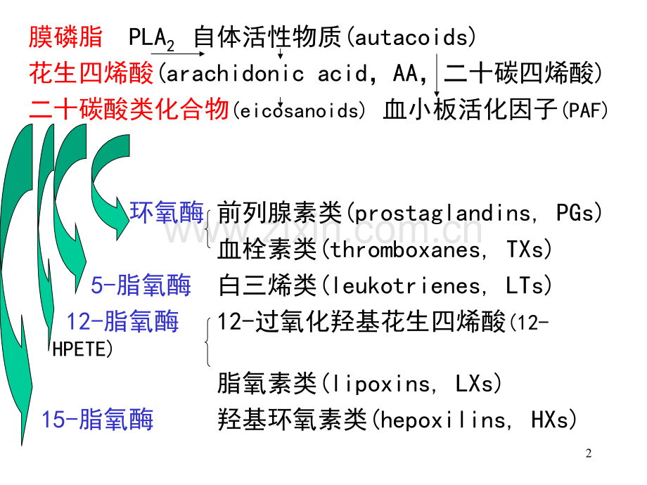 花生四烯酸代谢物及其作用.pptx_第2页