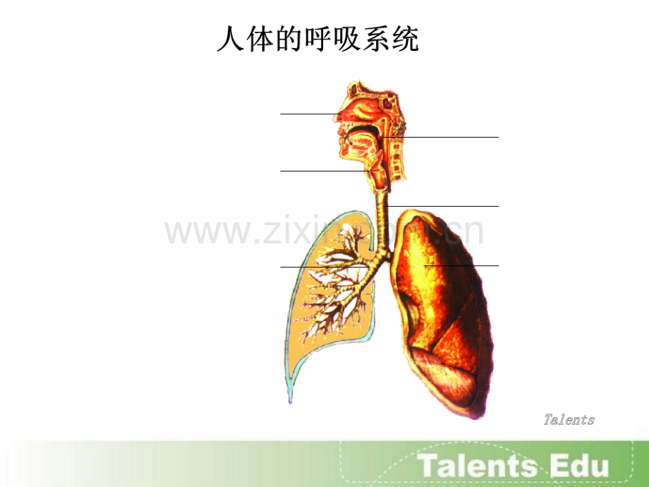 06-2-人体的呼吸医学PPT课件.ppt_第3页