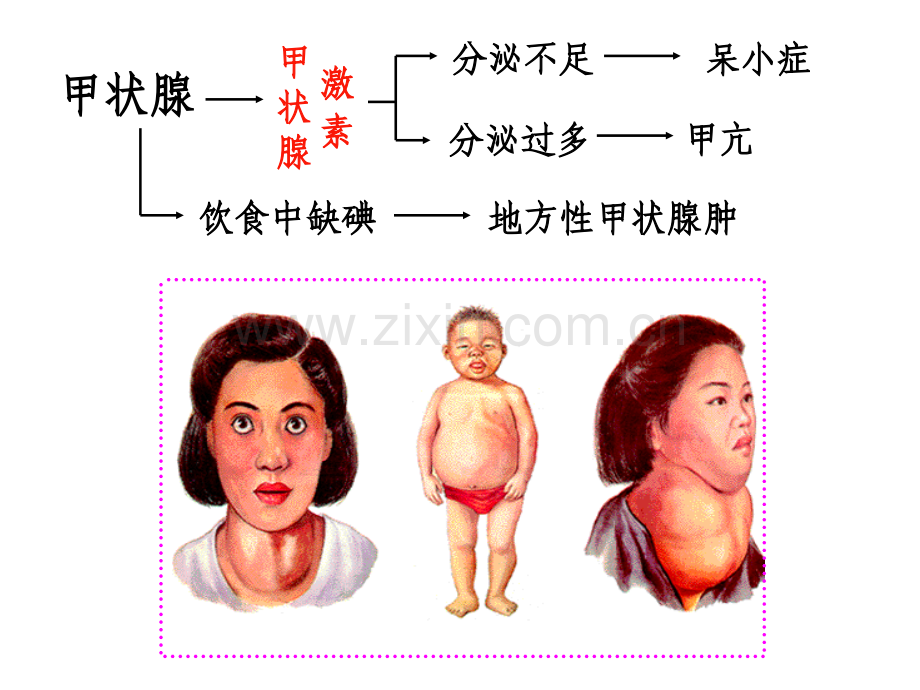 激素调节视觉与听觉.pptx_第3页