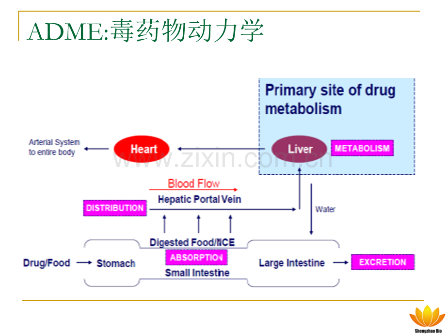 盛兆生物细胞健康检测.pptx_第2页