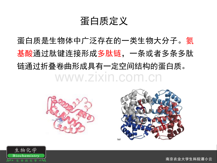 第二章--蛋白质化学.pptx_第3页