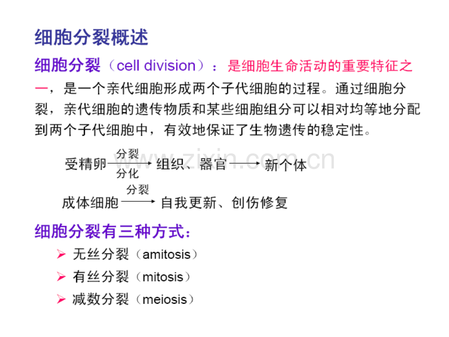 细胞生长与增殖.pptx_第3页