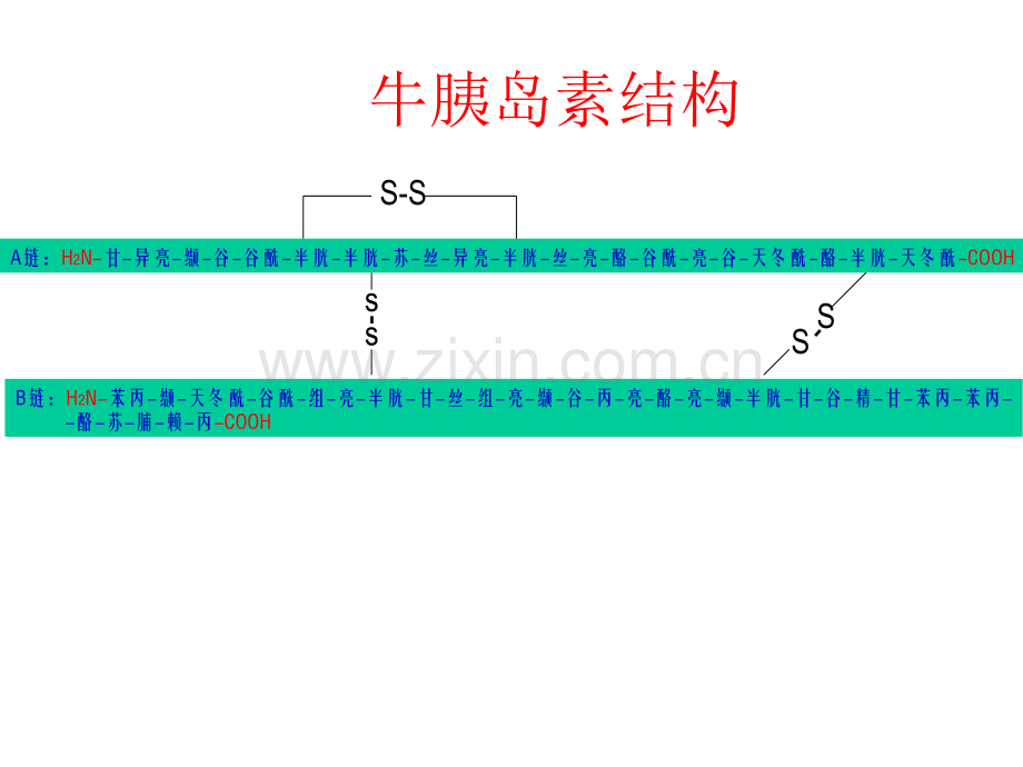 牛胰岛素结构图及相关.pptx_第1页