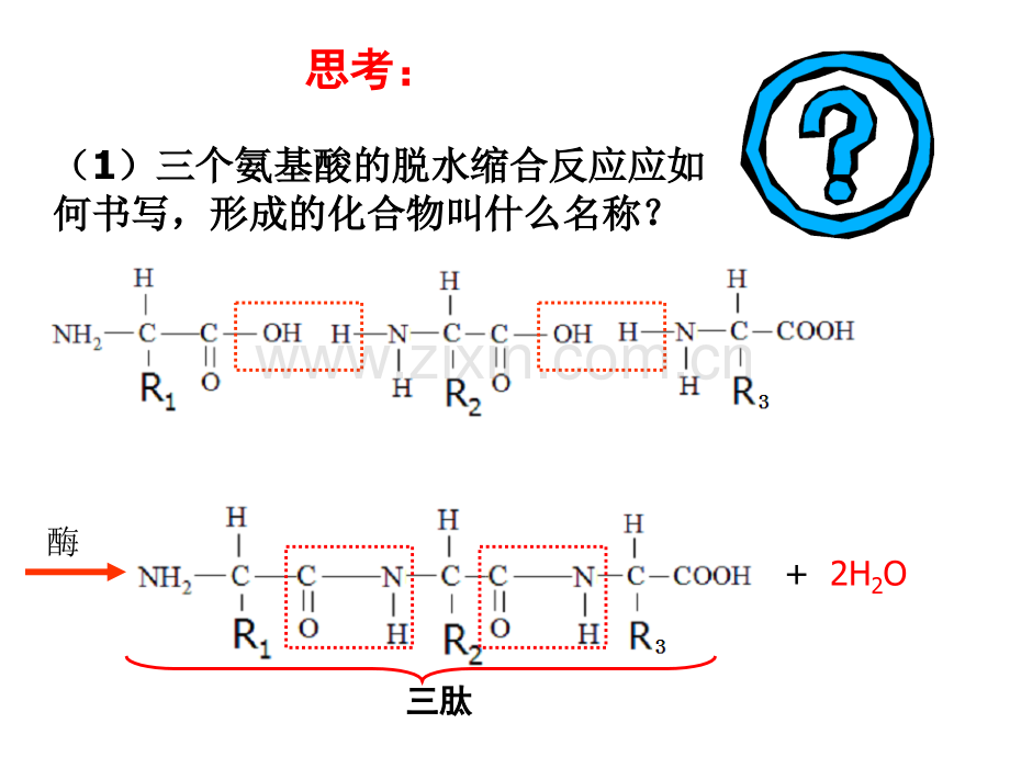 牛胰岛素结构图及相关.pptx_第2页