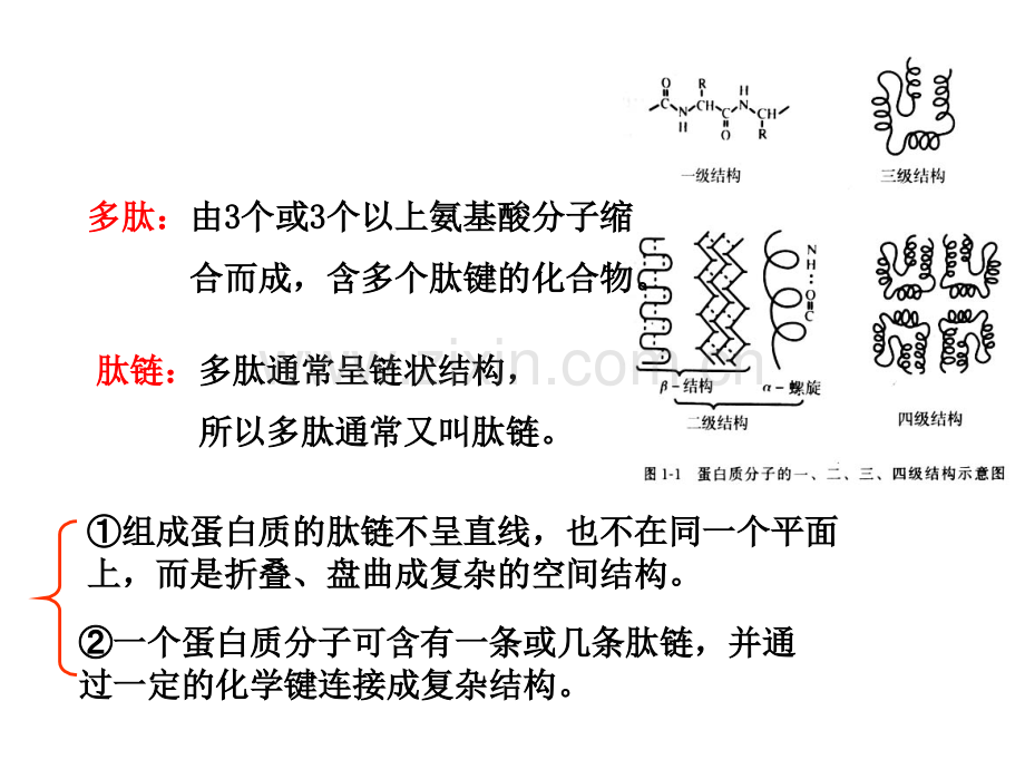 牛胰岛素结构图及相关.pptx_第3页