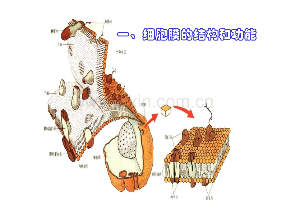 细胞膜细胞核.pptx_第1页