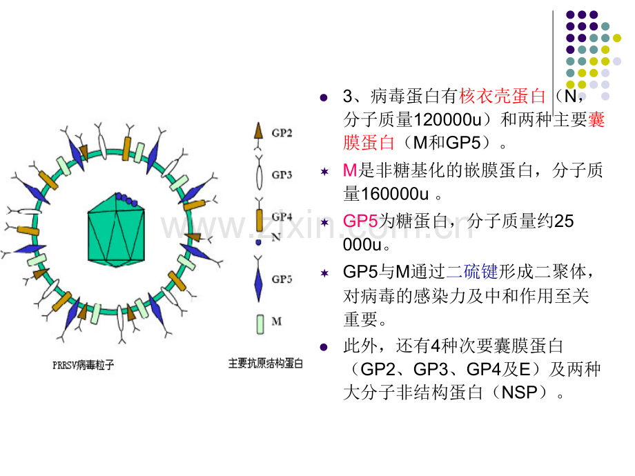 猪繁殖与呼吸综合征病毒.pptx_第3页