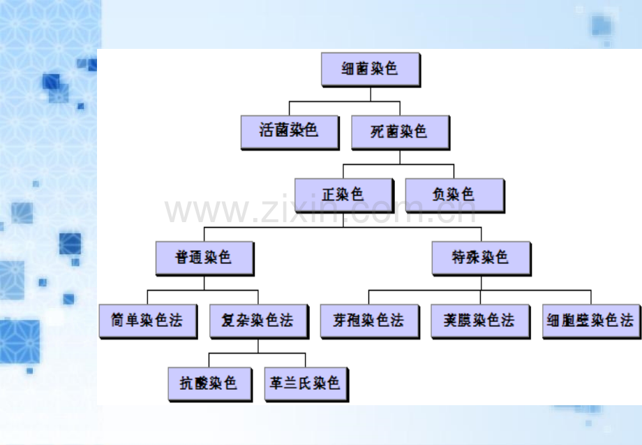 细菌一般染色方法.pptx_第2页