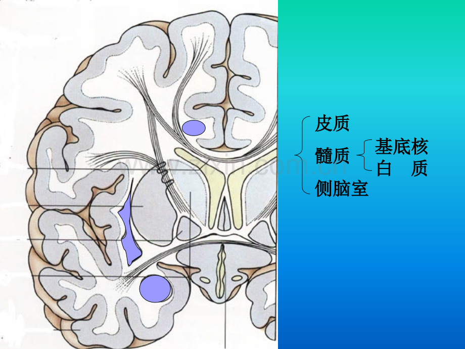 生命科学人体组织解剖学8.pptx_第2页