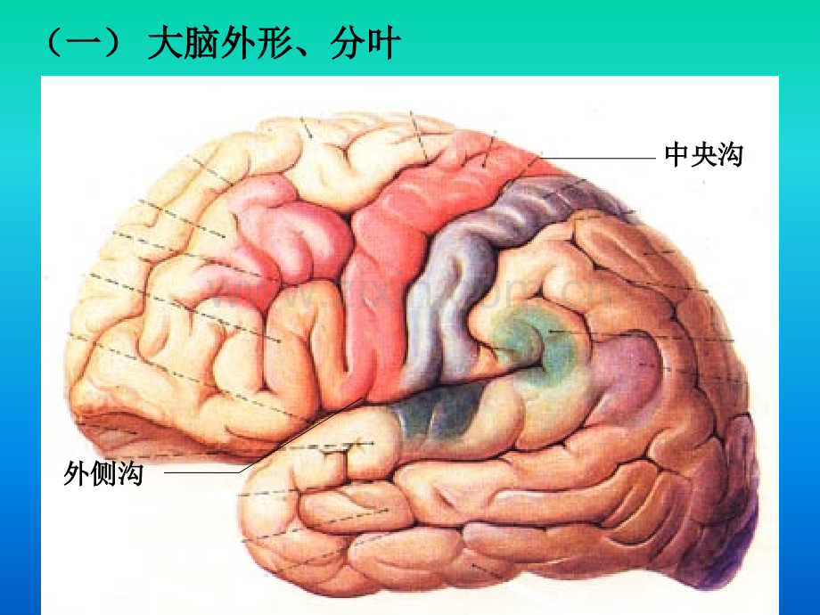 生命科学人体组织解剖学8.pptx_第3页