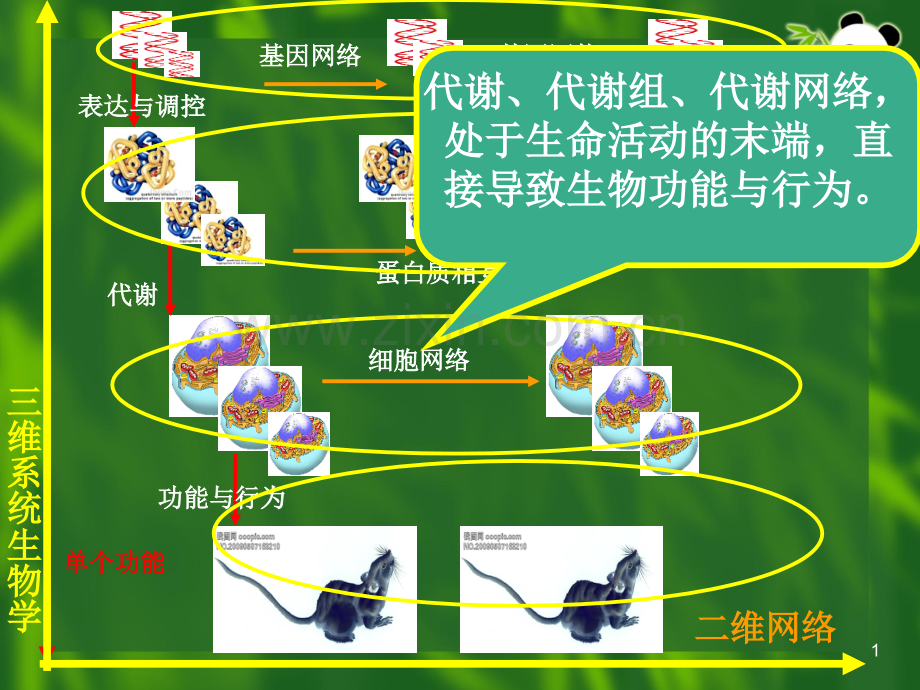 系统生物学方法第三篇.pptx_第1页