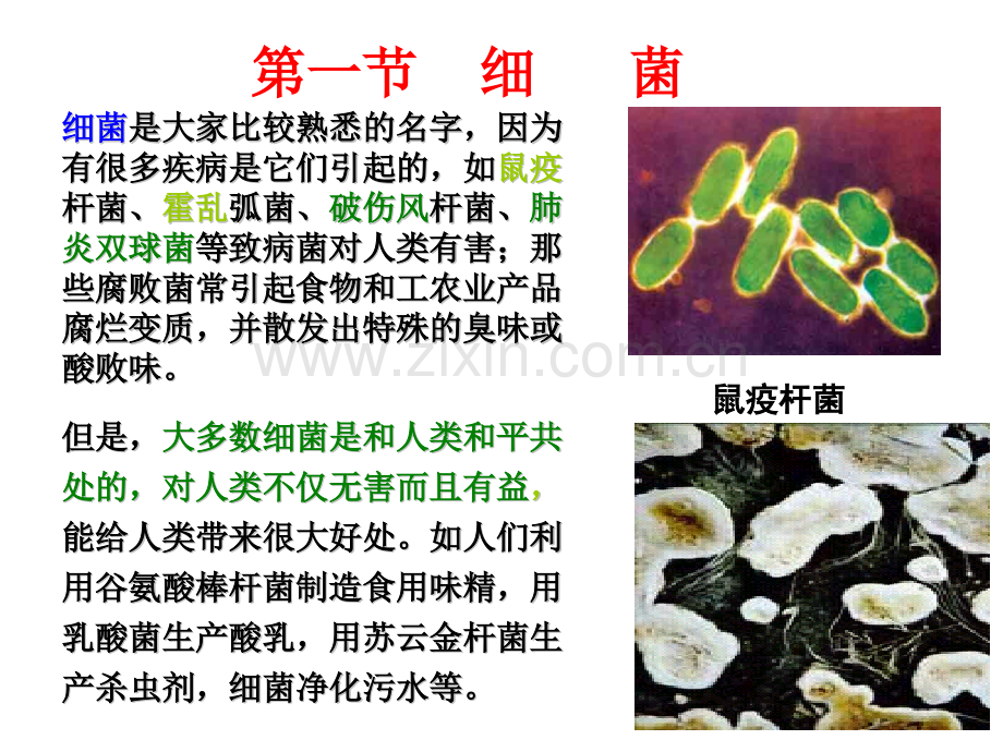 环境微生物学原核微生物.pptx_第2页