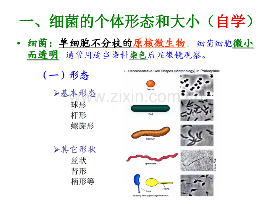 环境微生物学原核微生物.pptx_第3页