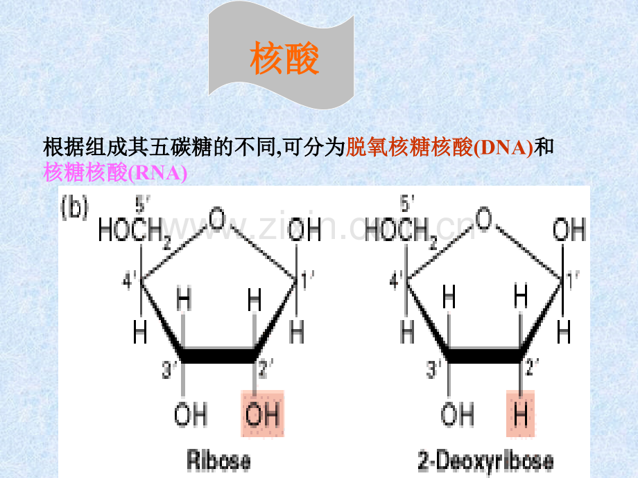 细胞的化学组成幻灯片.pptx_第3页