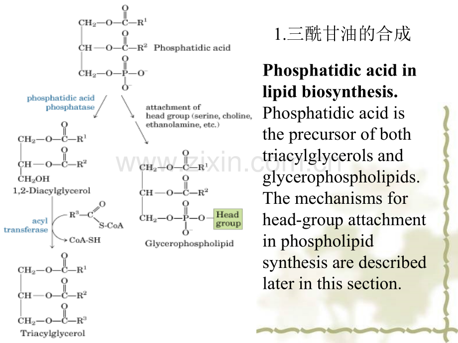 脂肪酸的代谢3.pptx_第1页