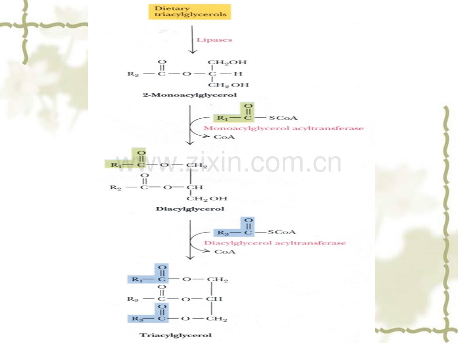 脂肪酸的代谢3.pptx_第2页