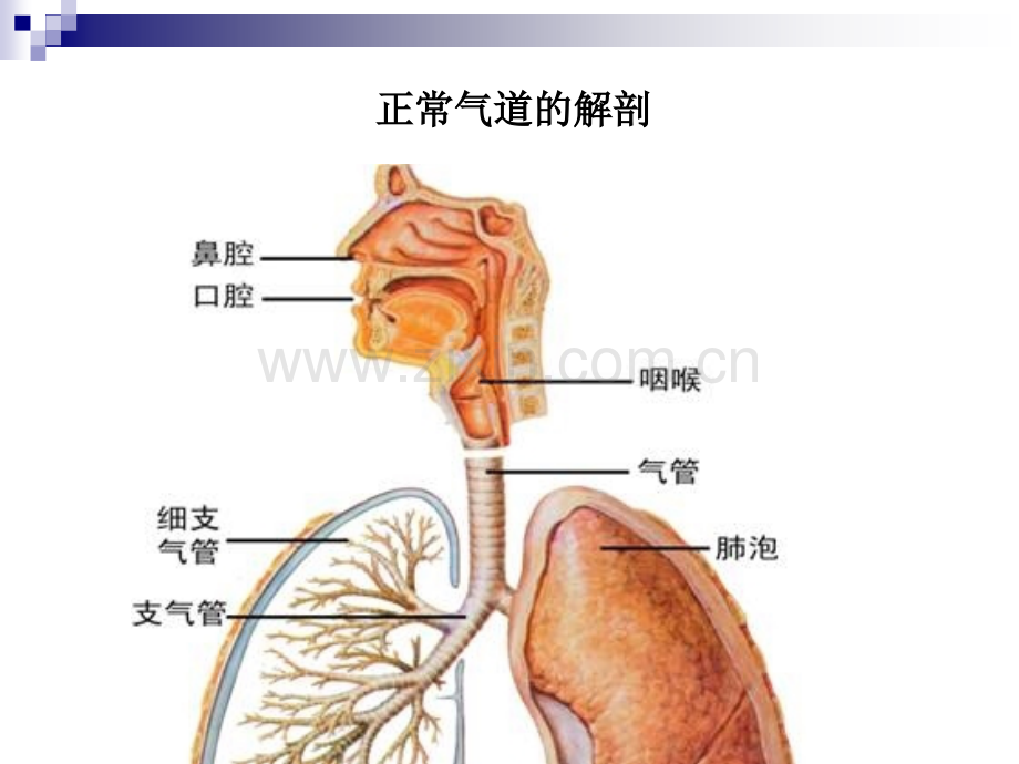 气管插管技术及气道管理.pptx_第3页