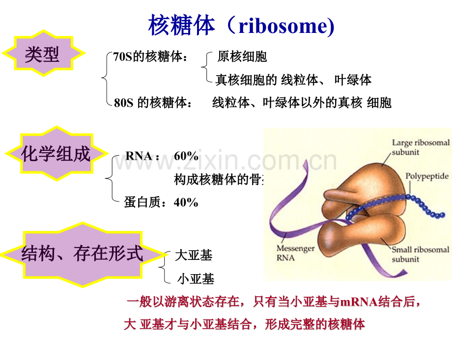 细胞生物学-细胞的内膜系统与囊泡转运.pptx_第1页