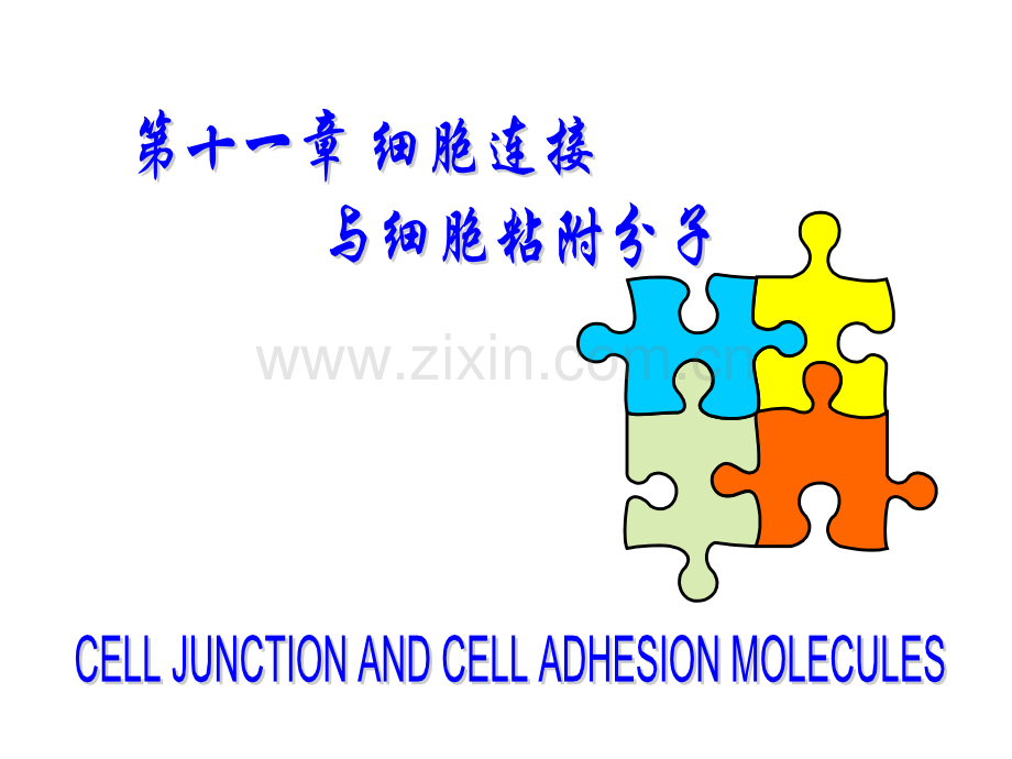 细胞生物学教程细胞连接与细胞粘附分子.pptx_第1页