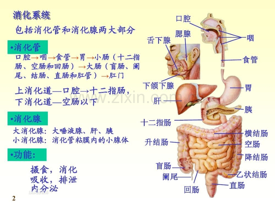 章消化系统疾病的营养治疗.pptx_第2页