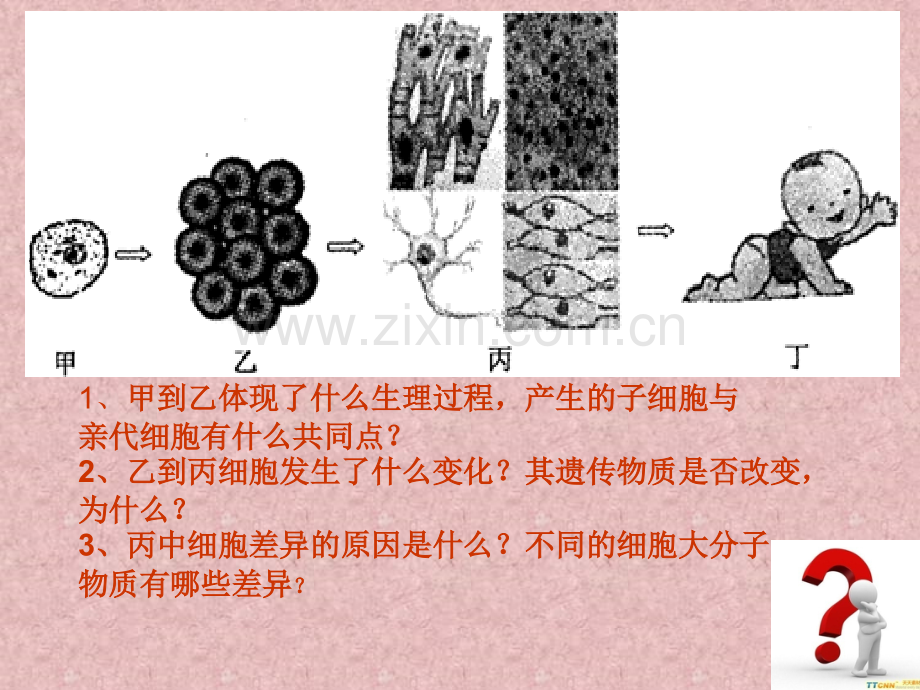 细胞的分化课件5王德清.pptx_第2页