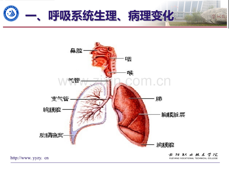 老年期常见呼吸系统疾病病人的护理.pptx_第3页