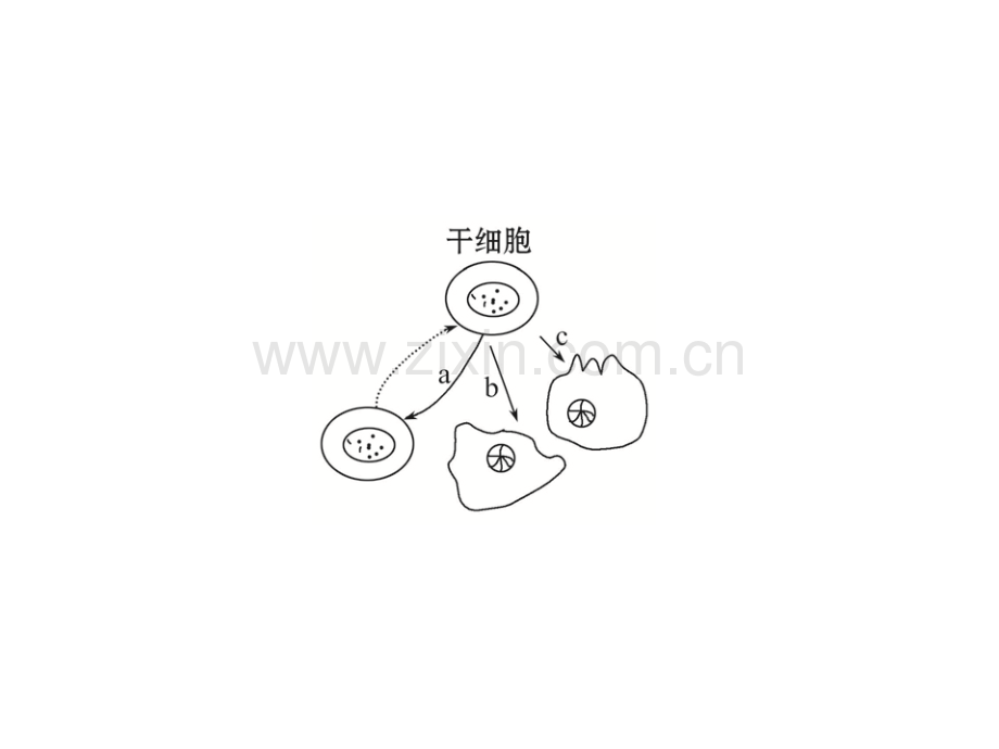 细胞的分化衰老凋亡和癌变2.pptx_第2页