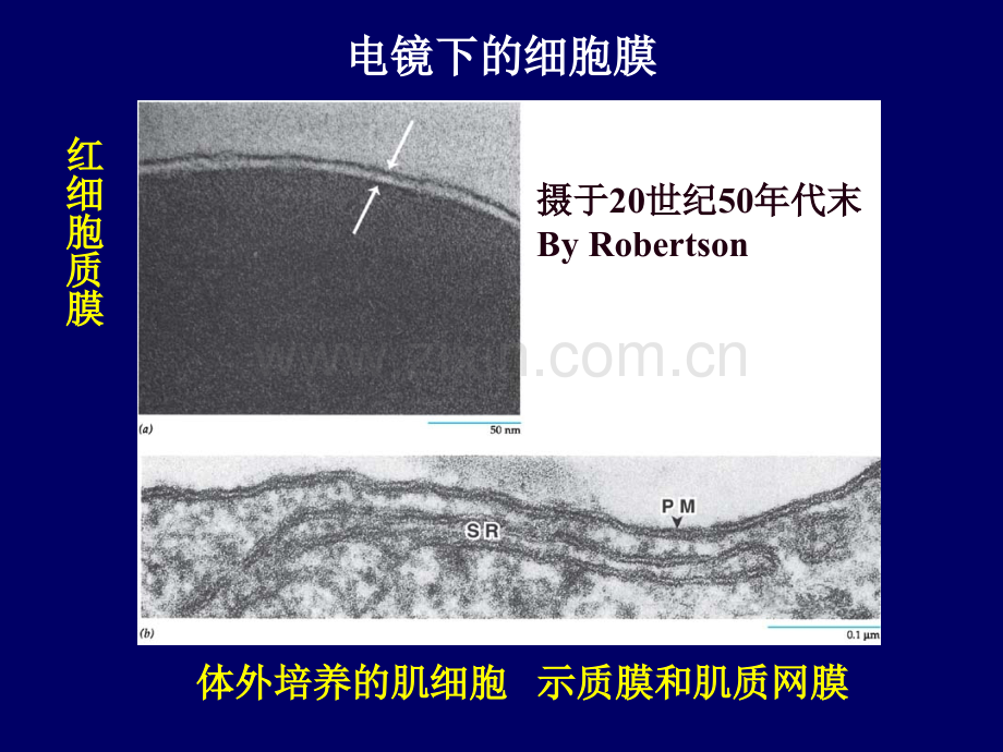 细胞膜与跨膜.pptx_第3页