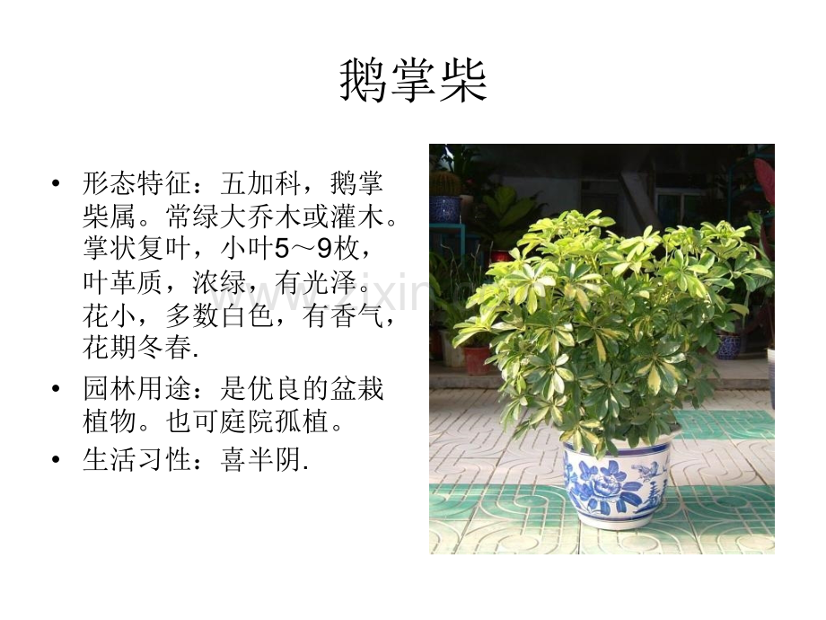 种园林常用植物.pptx_第3页