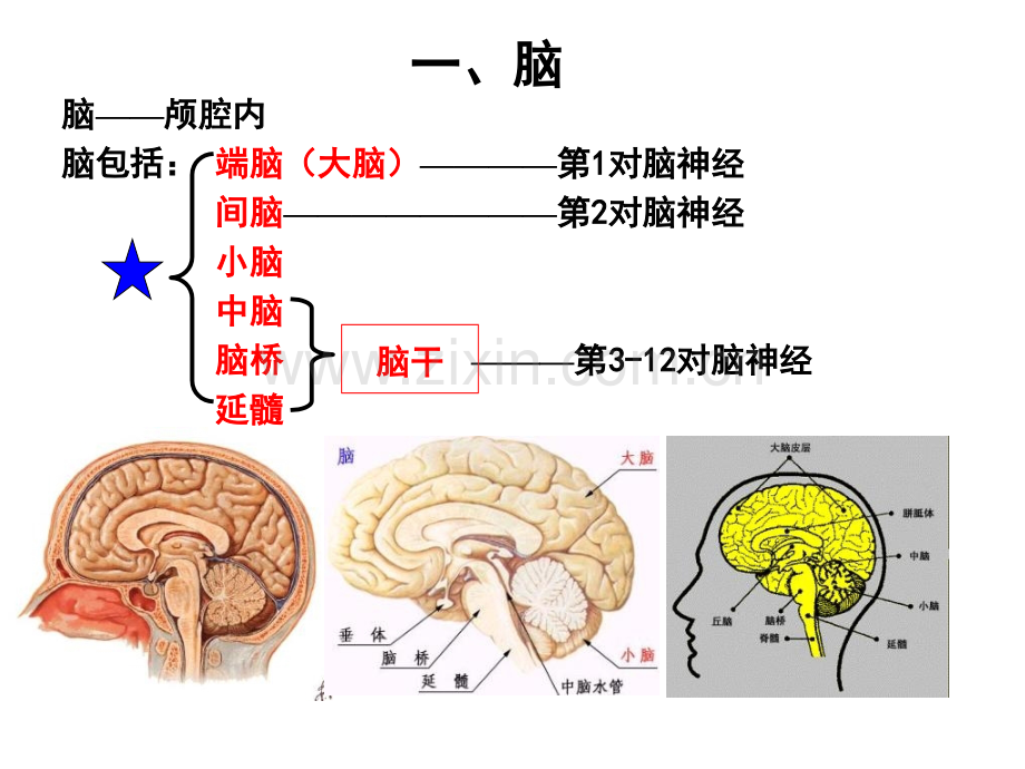 系统解剖学大脑.pptx_第1页