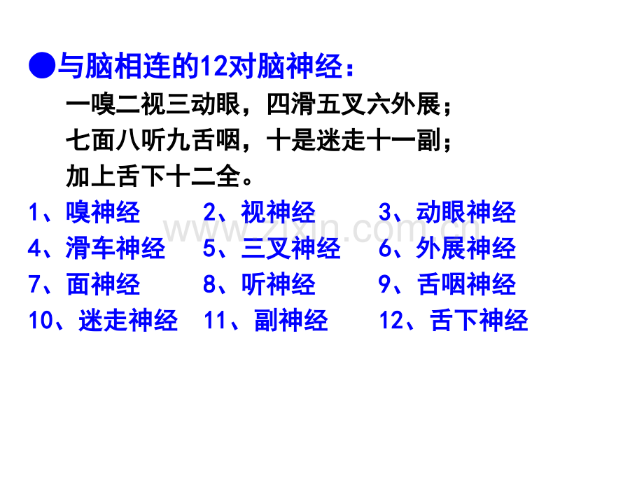 系统解剖学大脑.pptx_第3页