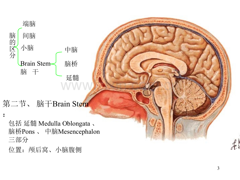 系统解剖学-16.脑干.pptx_第3页