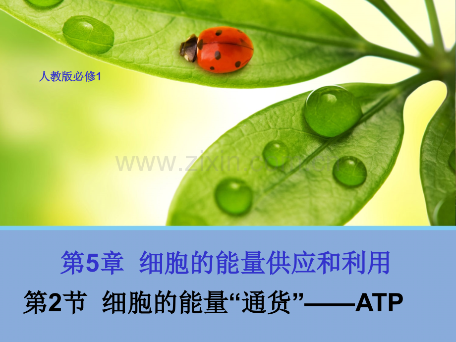 细胞的能量通货ATP课件ppt.pptx_第1页